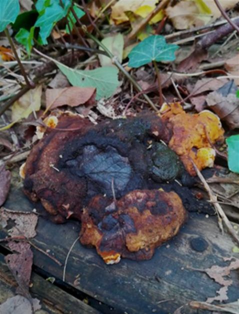 A bracket growing on the upper surface the sleeper and over a leaf
